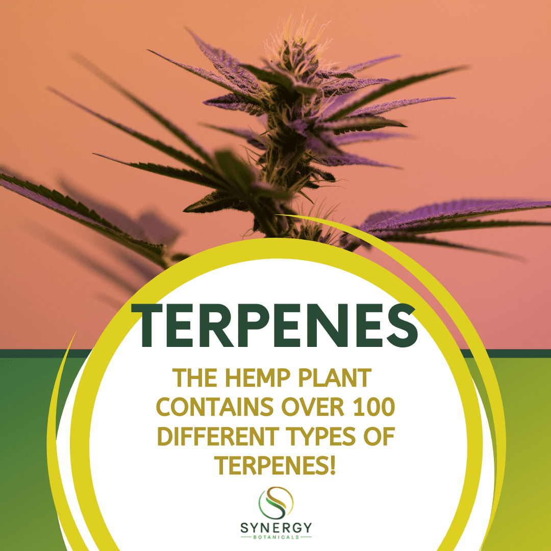 What Are Terpenes? Synergy Botanicals Synergy CBD Blog