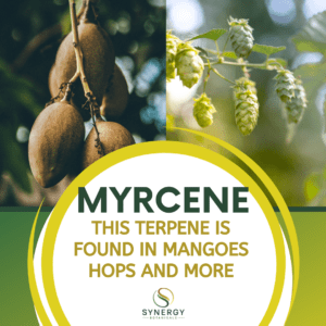 CBD Terpenes: Myrcene
